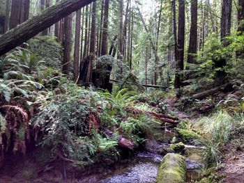 Narrow stream along trees in forest