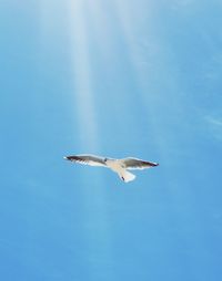 Low angle view of seagull flying against sky