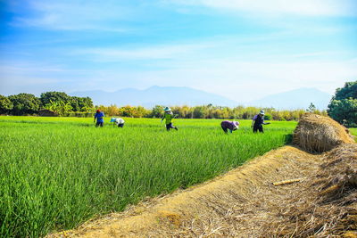 Scenic view of grassy field against sky