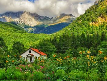 nature