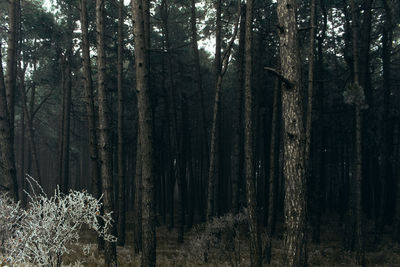 Trees growing in forest