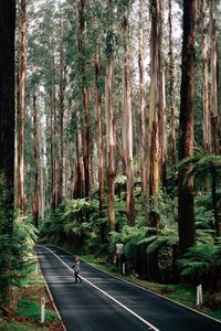 High angle view woman with camera walking on road between trees