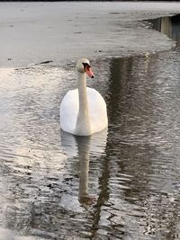 Swan swimming in lake