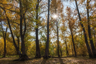 Sunlight streaming through trees in forest during autumn