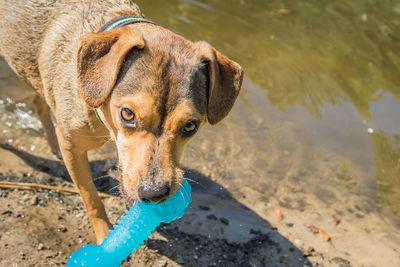 Close-up portrait of dog in water