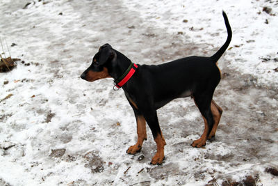 Black dog lying on snow
