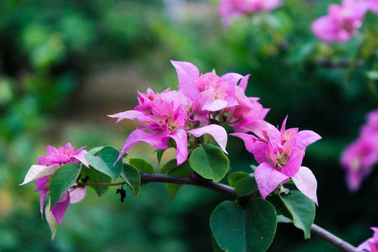 flower, nature, pink color, plant, growth, petal, fragility, outdoors, beauty in nature, no people, leaf, day, freshness, blooming, close-up, flower head