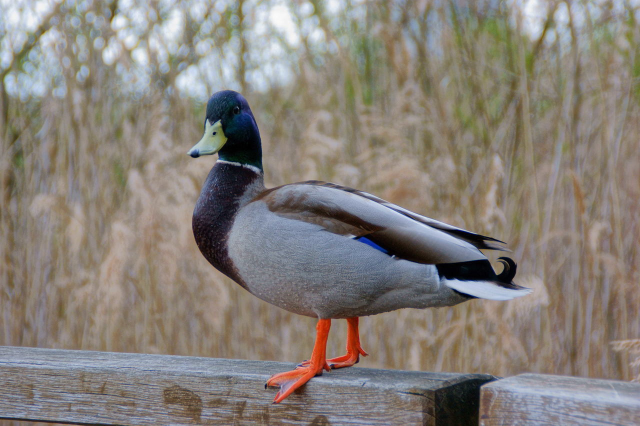 Portrait of duck