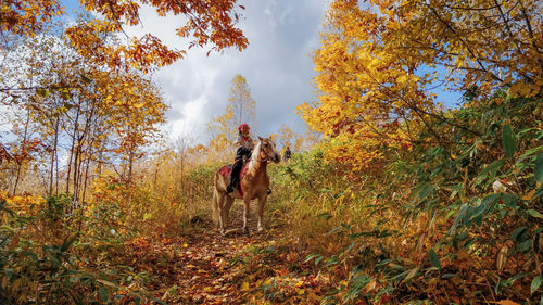 Low angle view of woman riding horse in forest during autumn