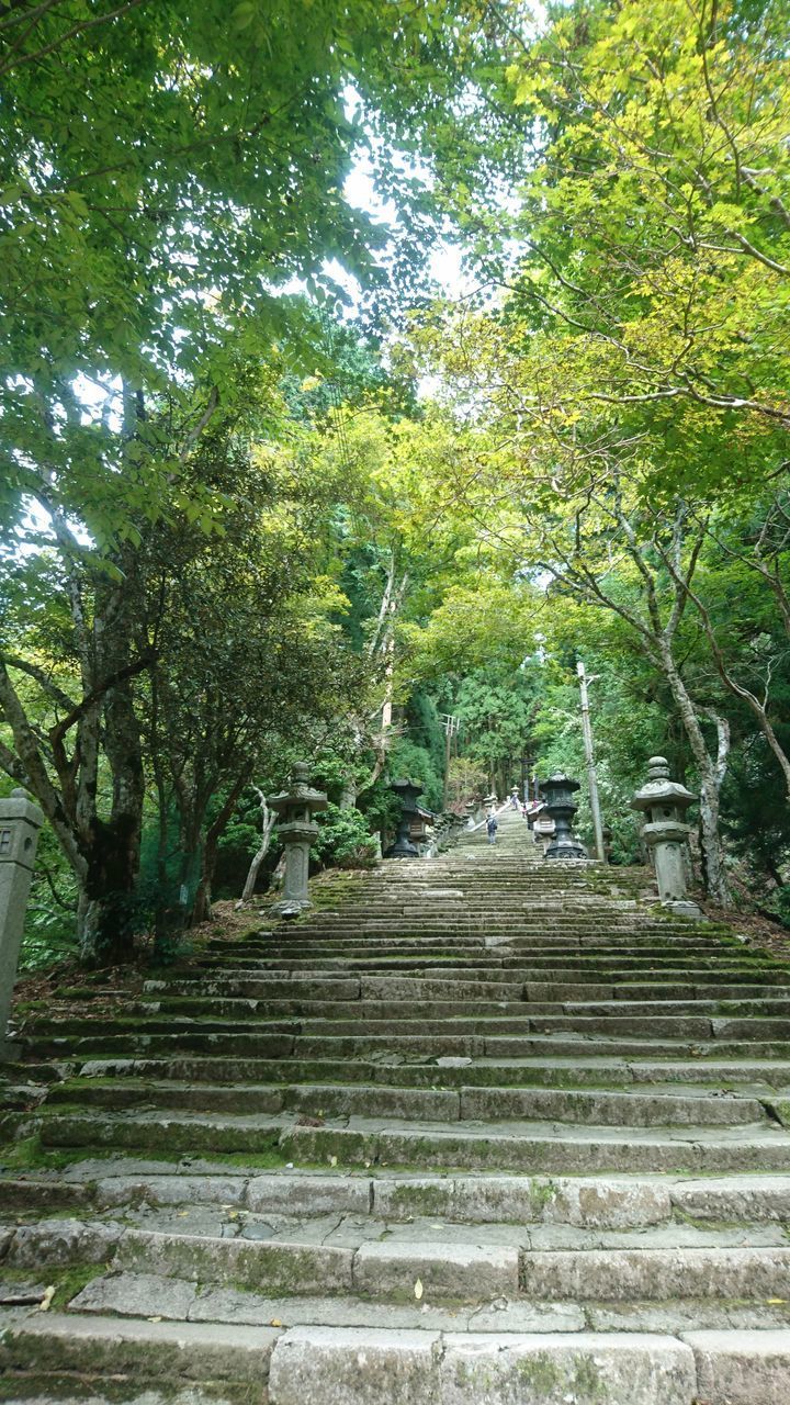 LOW ANGLE VIEW OF STEPS AMIDST TREES