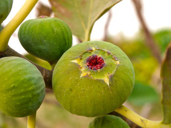 Close-up of fruits on tree