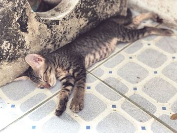 High angle view of cat sleeping on tiled floor