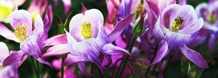 Close-up of purple flowers