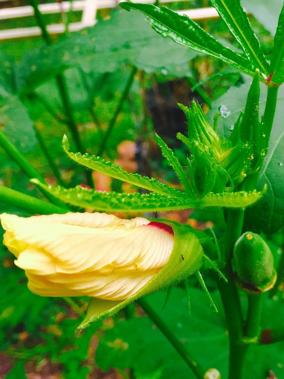 wildlife, close-up, green color, nature, leaf, plant, focus on foreground, beauty in nature, growth, fragility, flower, outdoors, day, no people, selective focus, green, petal, natural pattern