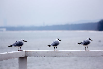 Seagulls perching on a sea
