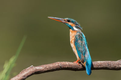 Close-up of bird perching on branch