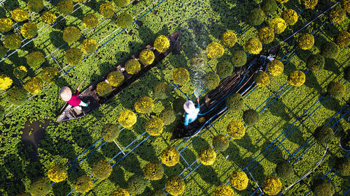 High angle view of butterfly