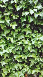 Full frame shot of green leaves