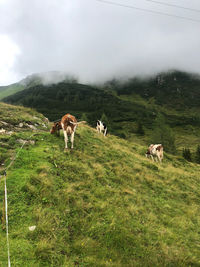 Horses in a field