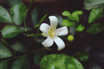 Close-up of white flowering plant