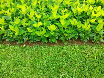 High angle view of fresh green plants on field