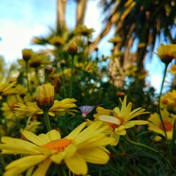 Close-up of yellow flowers blooming outdoors