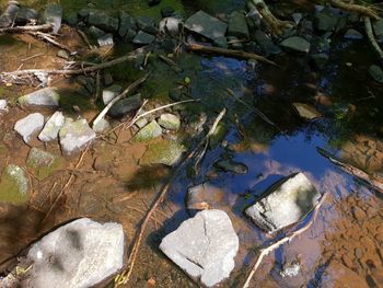 High angle view of leaves floating on lake