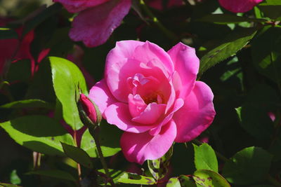 Close-up of pink rose