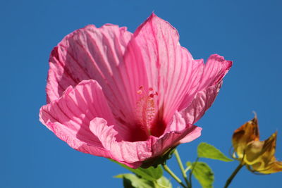 Close-up of pink flower against clear sky