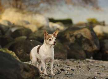 View of chihuahua standing alert on rocky beach