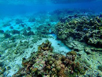 View of coral swimming in sea