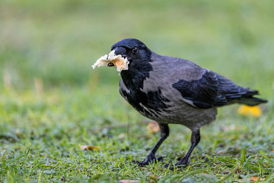 Close-up of a bird on field