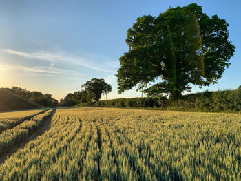 Scenic view of agricultural field against sky