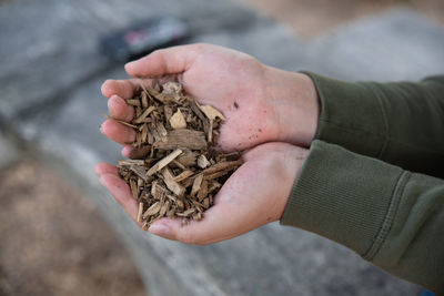 Cropped hands of person holding wood