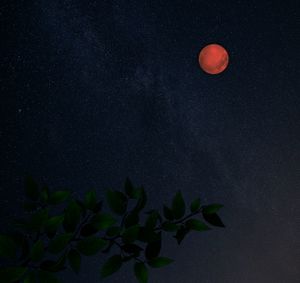 Low angle view of leaves against sky at night