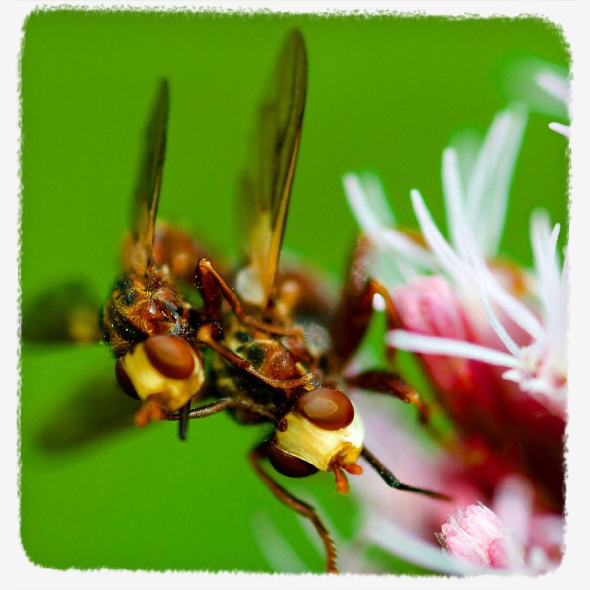 insect, animal themes, flower, one animal, animals in the wild, wildlife, close-up, transfer print, focus on foreground, fragility, growth, freshness, nature, selective focus, plant, beauty in nature, bee, auto post production filter, petal, stem