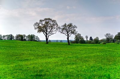 Trees on field against sky