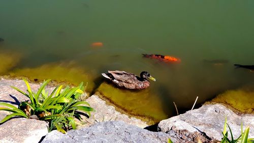 High angle view of turtle swimming in lake