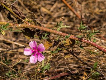 Close-up of pink flower growing on plant