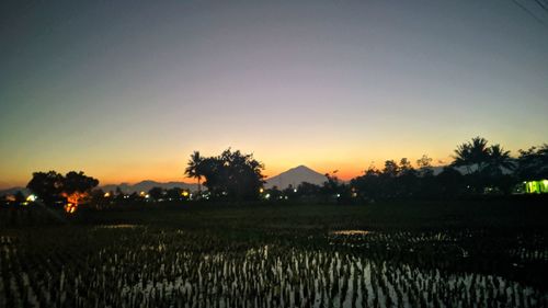 Scenic view of agricultural field against clear sky during sunset