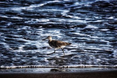 Seagull perching on a beach