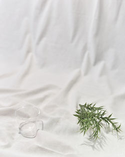 High angle view of white flower on bed