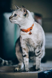 Close-up of a cat looking away