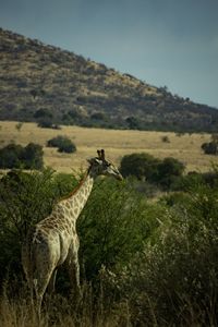 View of giraffe on landscape