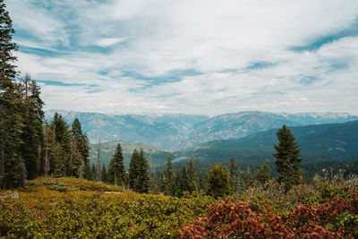 Scenic view of forest against sky during autumn