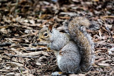 Close-up of squirrel