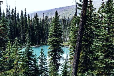 Panoramic view of pine trees in forest against sky