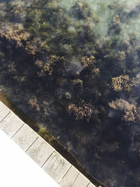 High angle view of birds in sea