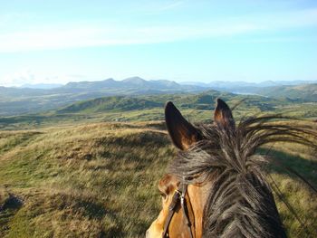 Horse on field against sky