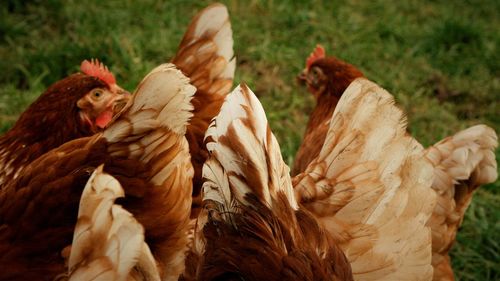 Close-up of rooster